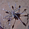 Fishing Spider