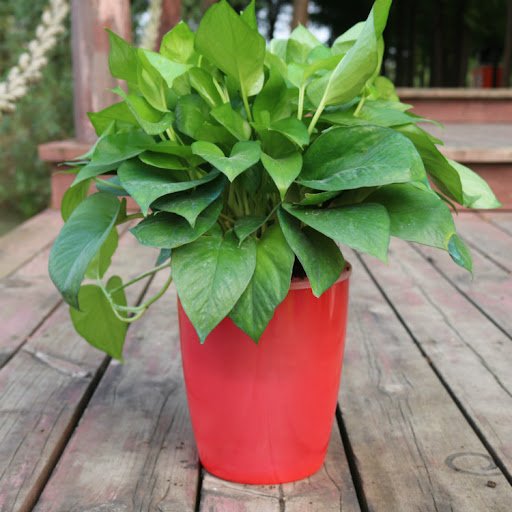 Title 3, Strongwell Nordic Hydroponics Flower Pot Fairy ...