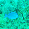 Atlantic Blue Tang