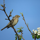 Corn Bunting