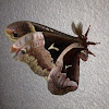 Tulip-tree Silkmoth