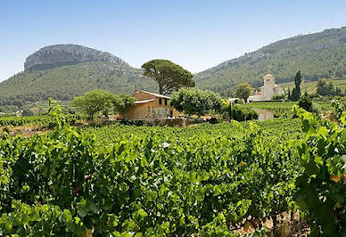 Vineyard with outbuildings 4