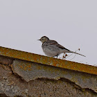 White Wagtail