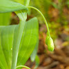 Solomon's Seal