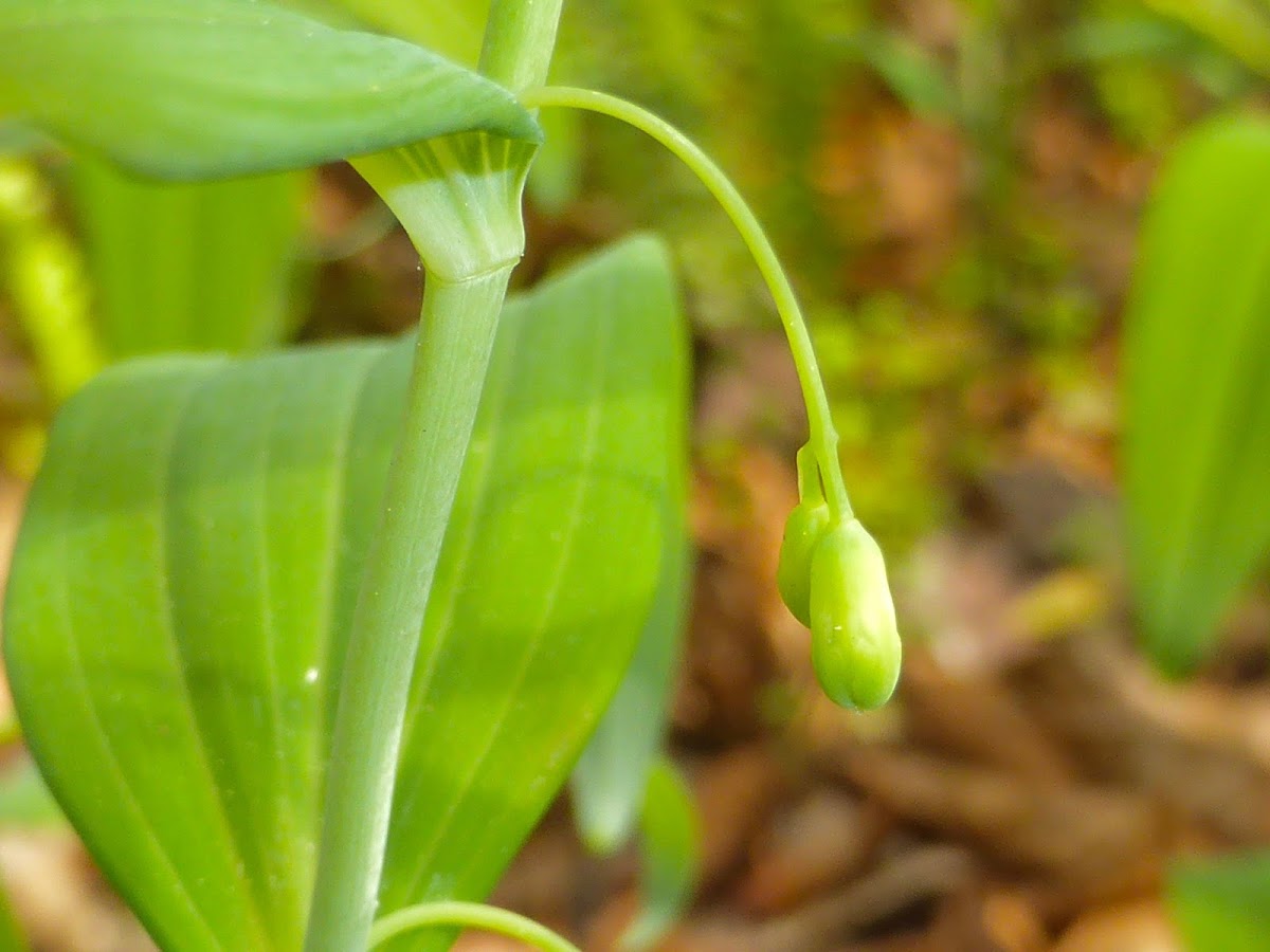 Solomon's Seal