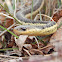 Common Garter Snake