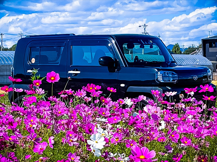 タフトのタフト・コスモス畑・秋桜と愛車・秋・ドライブに関するカスタム事例の投稿画像2枚目