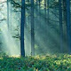 Nordic Forest New Tab Theme