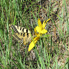 Western Tiger Swallowtail