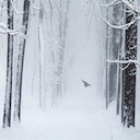 Snow Bird Forest Theme