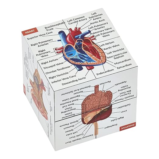 human anatomy cube