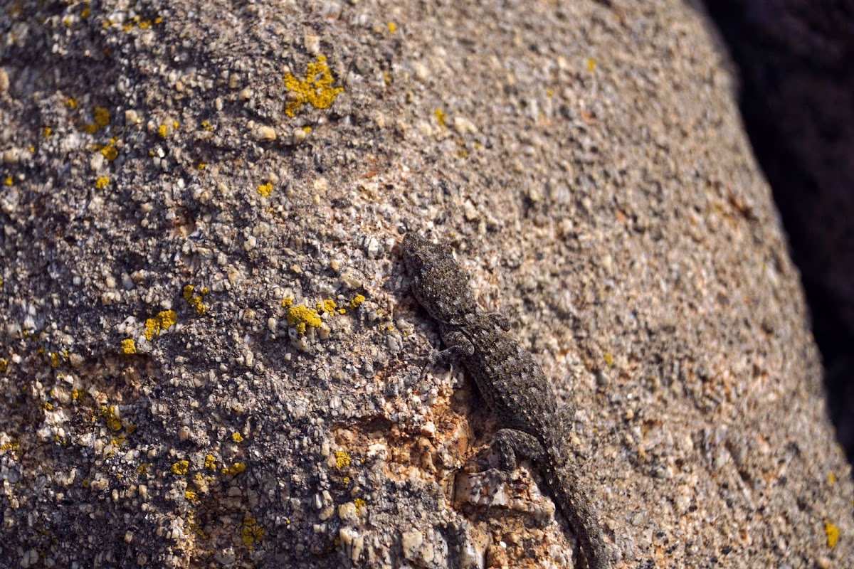 Kotschy‘s Gecko