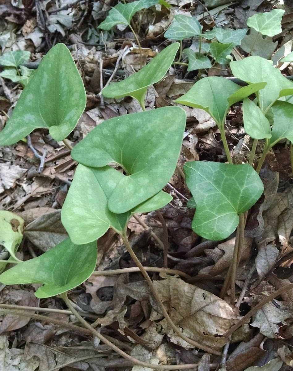 Wild Ginger