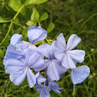 Cape Leadwort