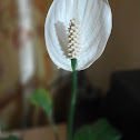 Peace Lily