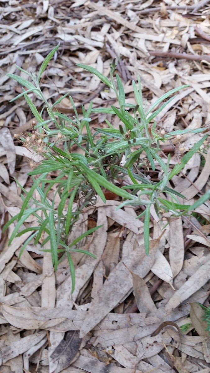 Cotton Fireweed