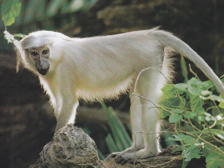 Mangabey monkey