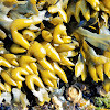 Northern rockweed