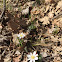 Bloodroot