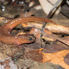 Mud Salamander