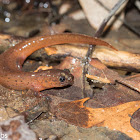 Mud Salamander