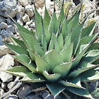 Parry's agave