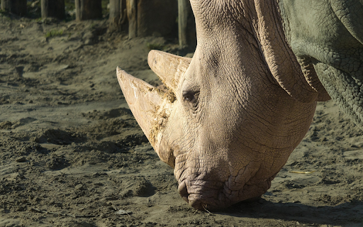 Rhinoceros and the Big Horn Preview 1