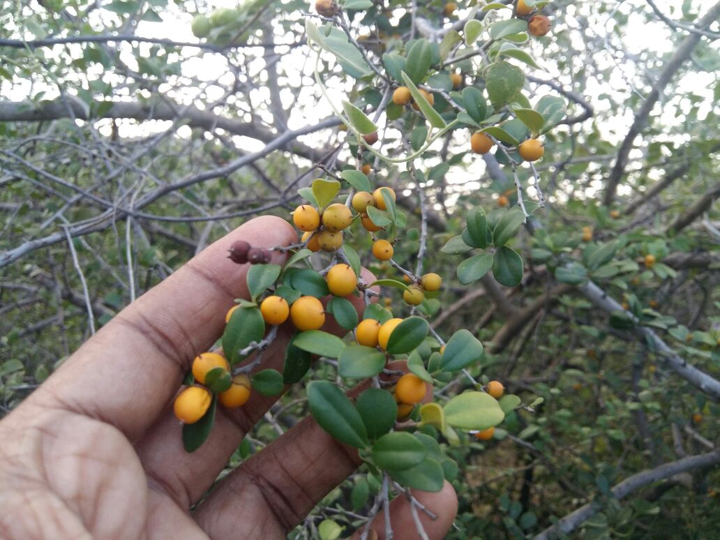 Diospyros ferrea