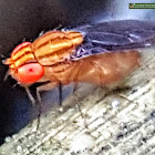 Pomace Fly