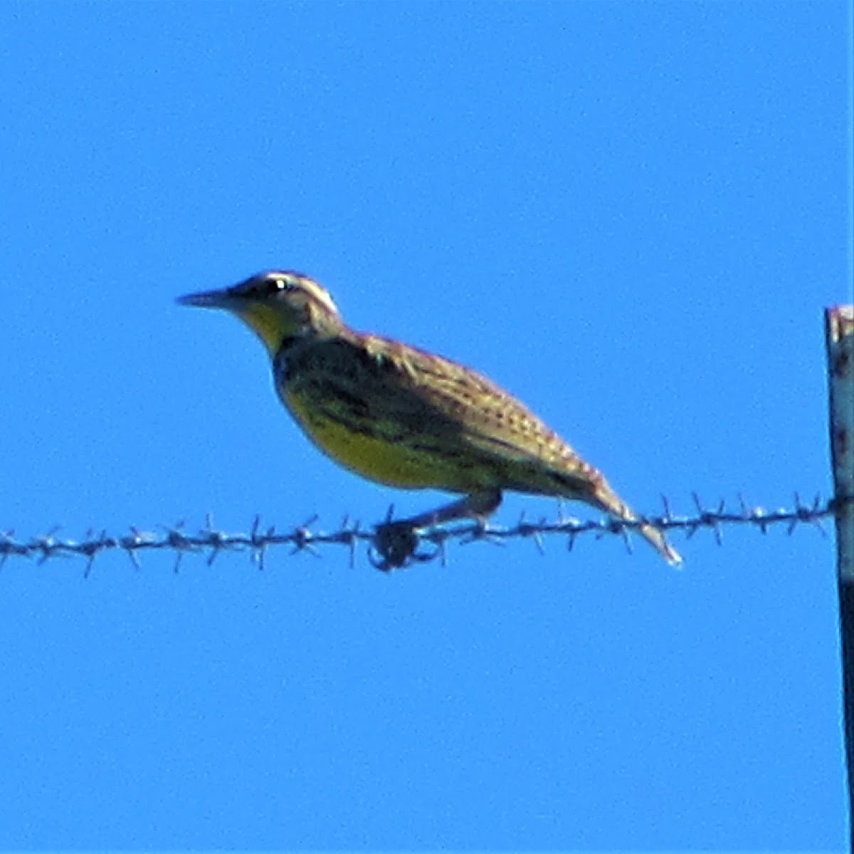 Meadowlark