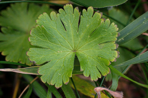 Geranium molle