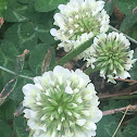 White Clover