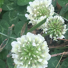 White Clover