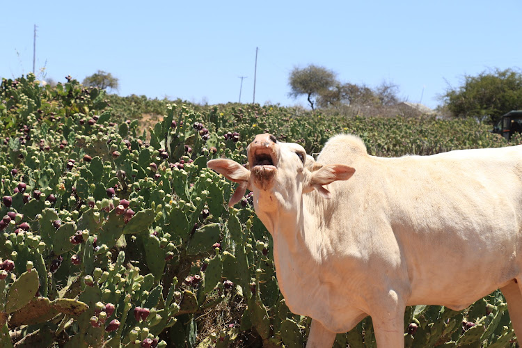 The small spines lodge in the mouths, throats, stomachs and intestines of livestock when they eat the cactus fruits. Naibunga Community Conservancy in Laikipia.