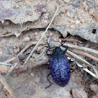 Pleasing Fungus Beetle