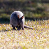 nine-banded armadillo