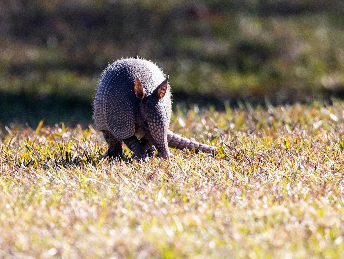 nine-banded armadillo