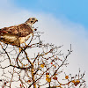 Red-tailed hawk