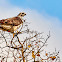 Red-tailed hawk