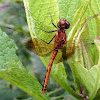 Band-winged Meadowhawk