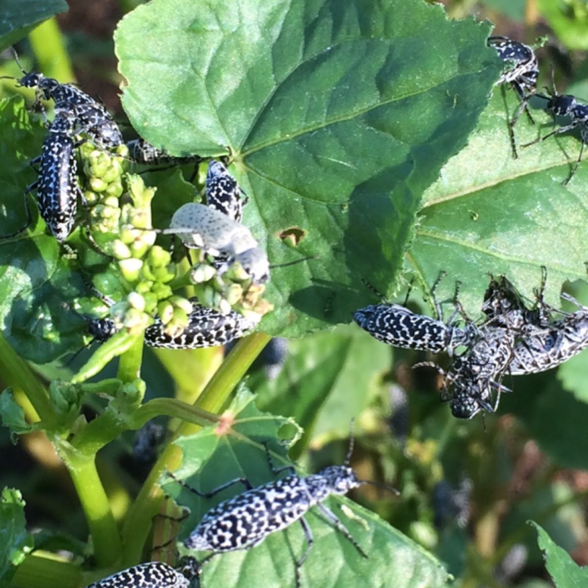 Spotted Blister Beetle