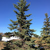 Colorado Blue Spruce