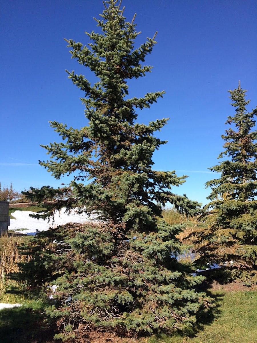 Colorado Blue Spruce