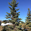 Colorado Blue Spruce