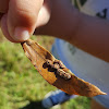 Oak Leaf Midge Gall