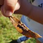 Oak Leaf Midge Gall