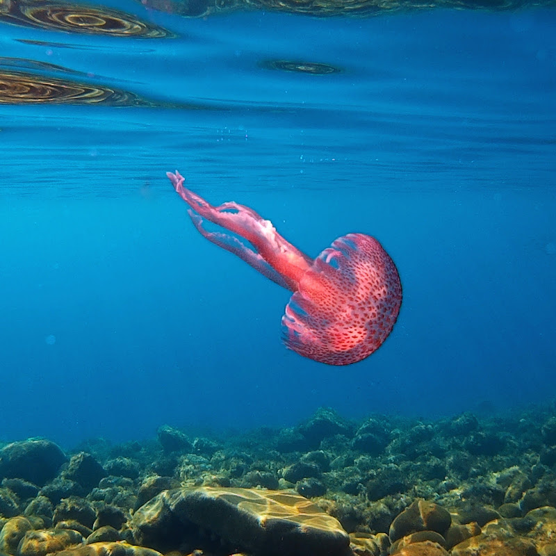 L'eleganza sott'acqua di Giovanni Coste