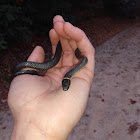 Northern Ringneck Snake