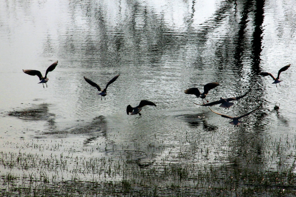 Acqua come elemento di vita di vito