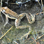 Cascades frog